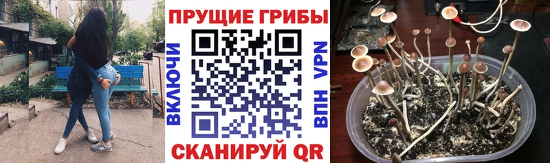 Купить  Любань  Галлюциногенные грибы Cubensis 